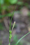 Eastern woodland sedge